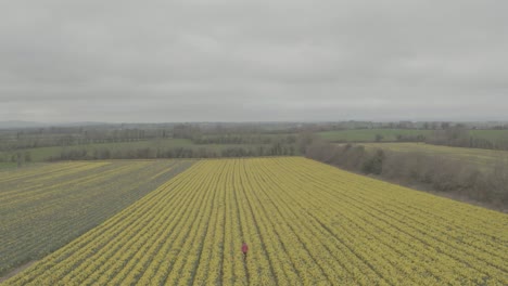 flying up, this drone shot gives view the massive daffodil farm on an over cast day. a lady in pink walks amongst the fully bloomed flower rows situated in the irish countryside