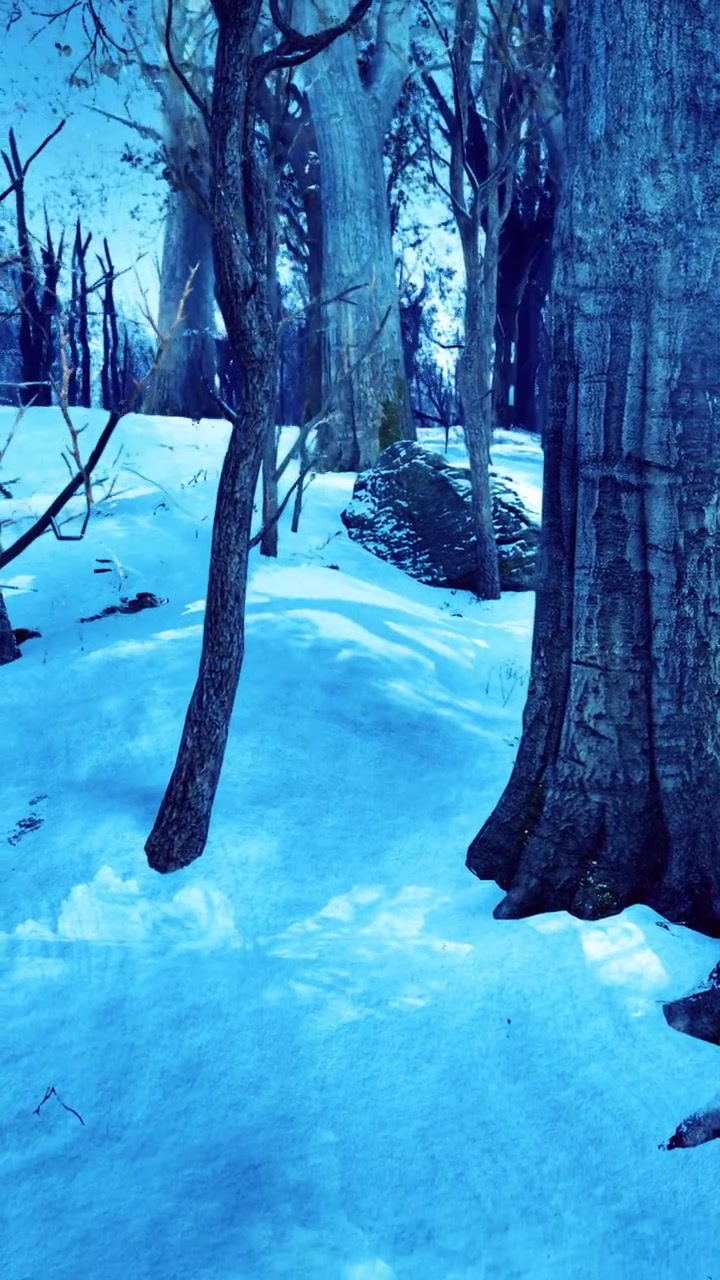 Winter scene with trees and snow in a forest during the daytime