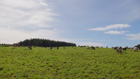 Steady-shot-of-a-pasture-with-blue-sky-on-a-sunny-day-with-a-lot-of-cows-and-more-arriving