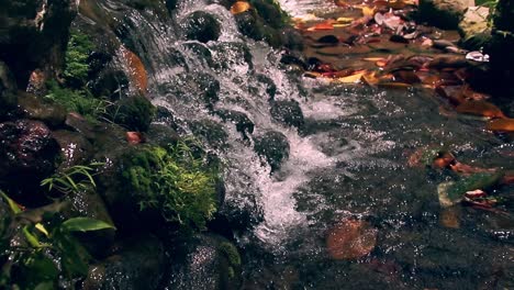 dreamy cinematic scene showing the ambient motion of flowing stream water framed by mossy rock littered with orange fallen leaves