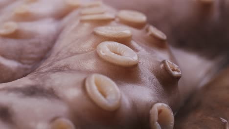 close-up of fresh octopus tentacles