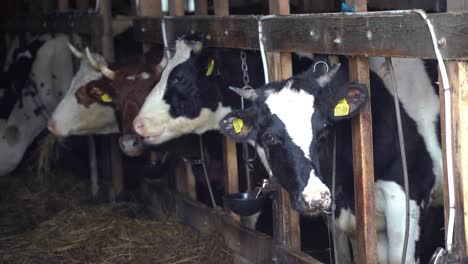 dive into farm life: sweeping views of a tranquil cow farm, where nature's rhythms meet daily care, showcasing the serene bond between humans and cows