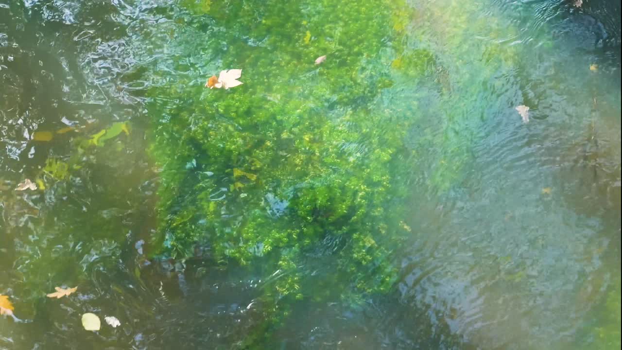 Water Stream with Moss and Leaves