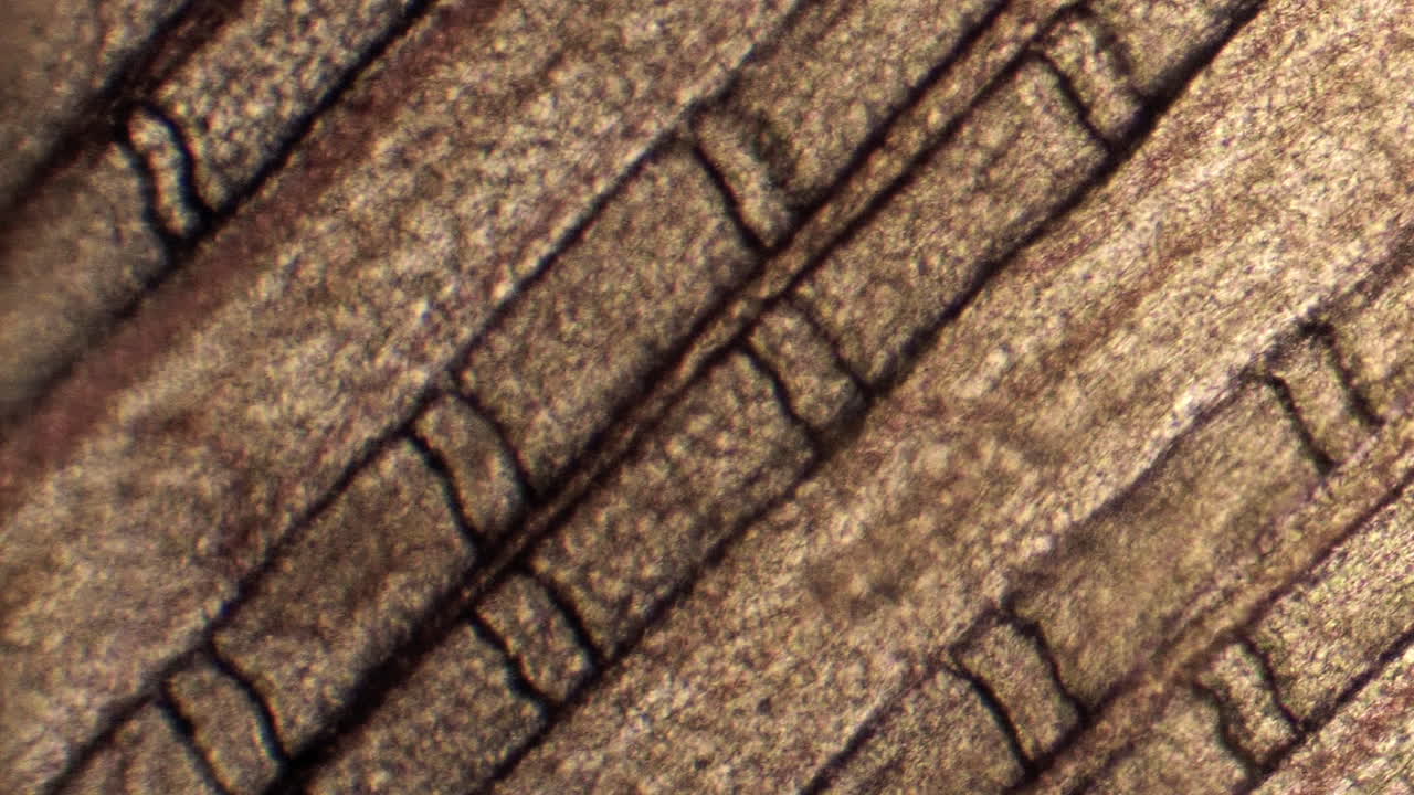 pequeños capilares transportan células sanguíneas a nivel microscópico