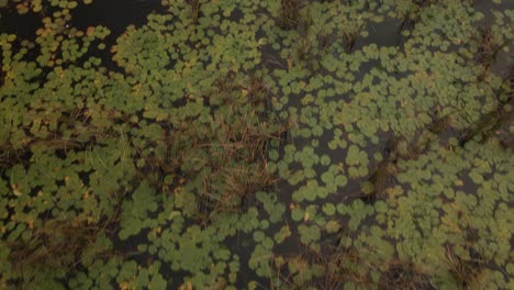 Panning-Upwards-Shot-Of-The-Dense-Marshlands-With