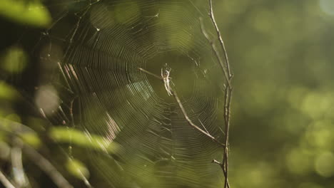 Spinne-Sitzt-In-Kunstvollem-Netz-Im-Morgendlichen-Waldglühen,-Nahaufnahme