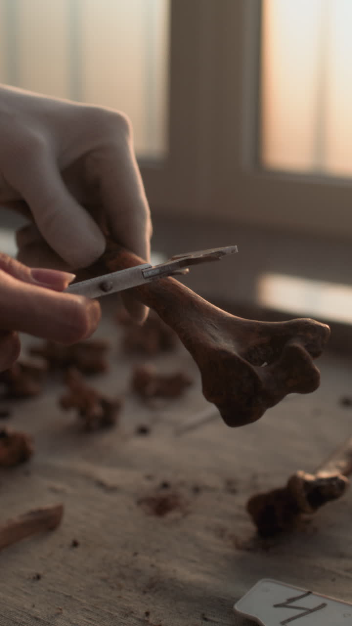 Bone Examination in a Laboratory