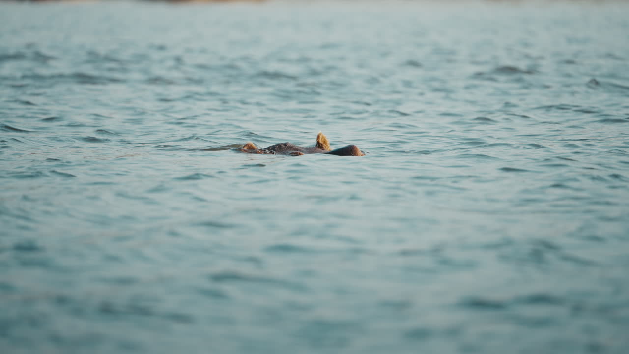Hippo in the river in Gonarezhou National Park, Zimbabwe, looks toward the camera before submerging underwater 02