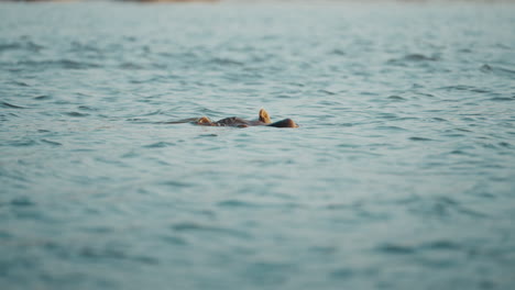 hippo in the river in gonarezhou national park, zimbabwe, looks toward the camera before submerging underwater 02