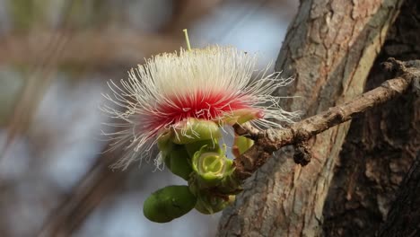 careya flowers in forest area . pink