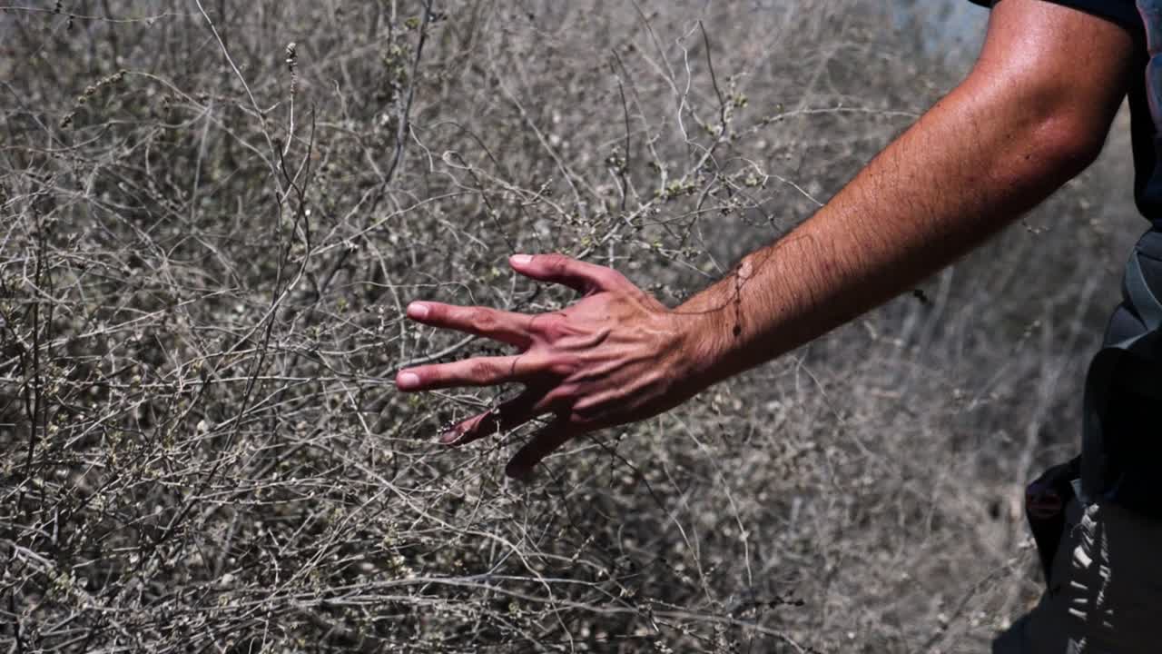 Close up slow motion of hiker's fingers and hand going through and skimming branches as he walks along a desert trail