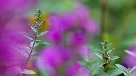 purple loosestrife in closeup shot with selective focus