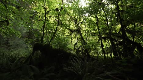 panorámica desde los helechos en el suelo a través de ramas cubiertas de musgo mirando hacia el dosel del bosque lluvioso