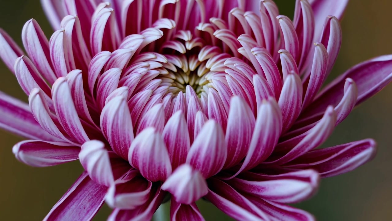 Time-lapse di un fiore di crisantemo che sboccia