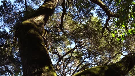 una inclinación hacia abajo sobre un árbol cubierto de musgo durante el mediodía