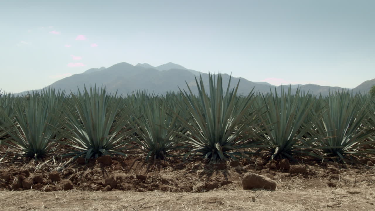 campos de agave entre las montañas de tequila, jalisco, méxico