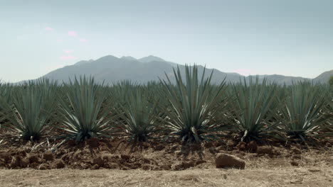 agave fields between the mountains of tequila, jalisco, mexico