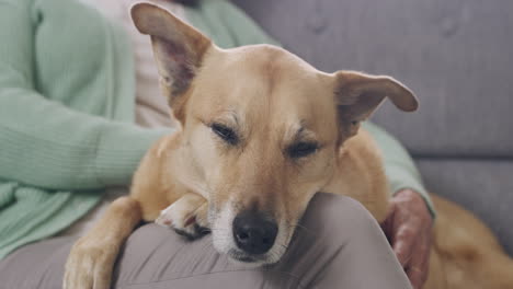 closeup of a woman petting a cute dog while it