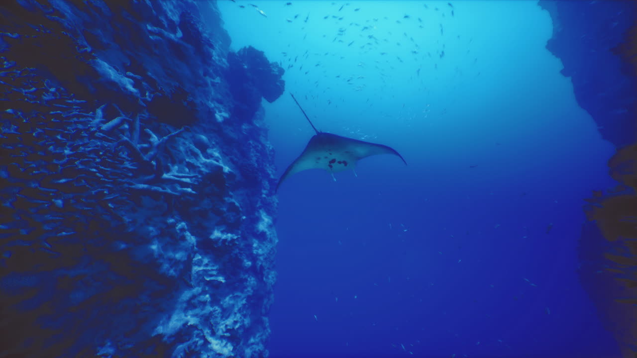 Manta ray gliding gracefully through vibrant underwater ocean landscape