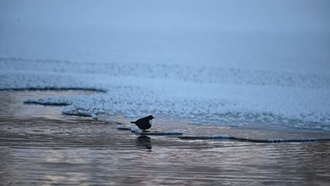 Wasseramsel-Am-Rande-Der-Eisscholle-Frisst-Im-Fluss-Gefundenes-Insekt,-Zeitlupe