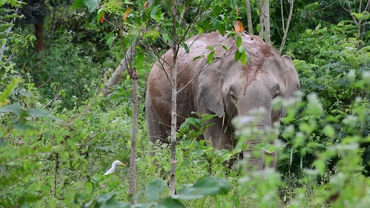 アジアゾウは絶滅危惧種であり、タイの居住者でもあります