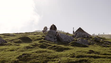 vacas pastando en las montañas