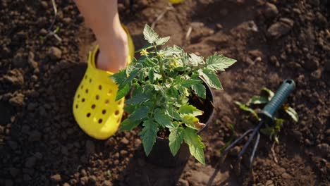 planting a tomato seedling