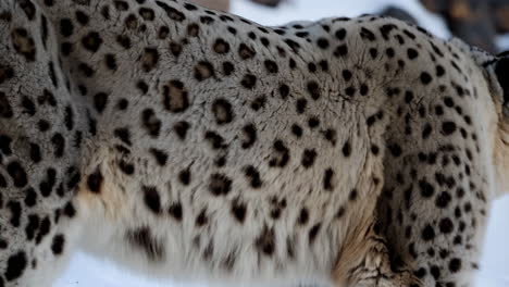 close-up of a snow leopard's spotted fur