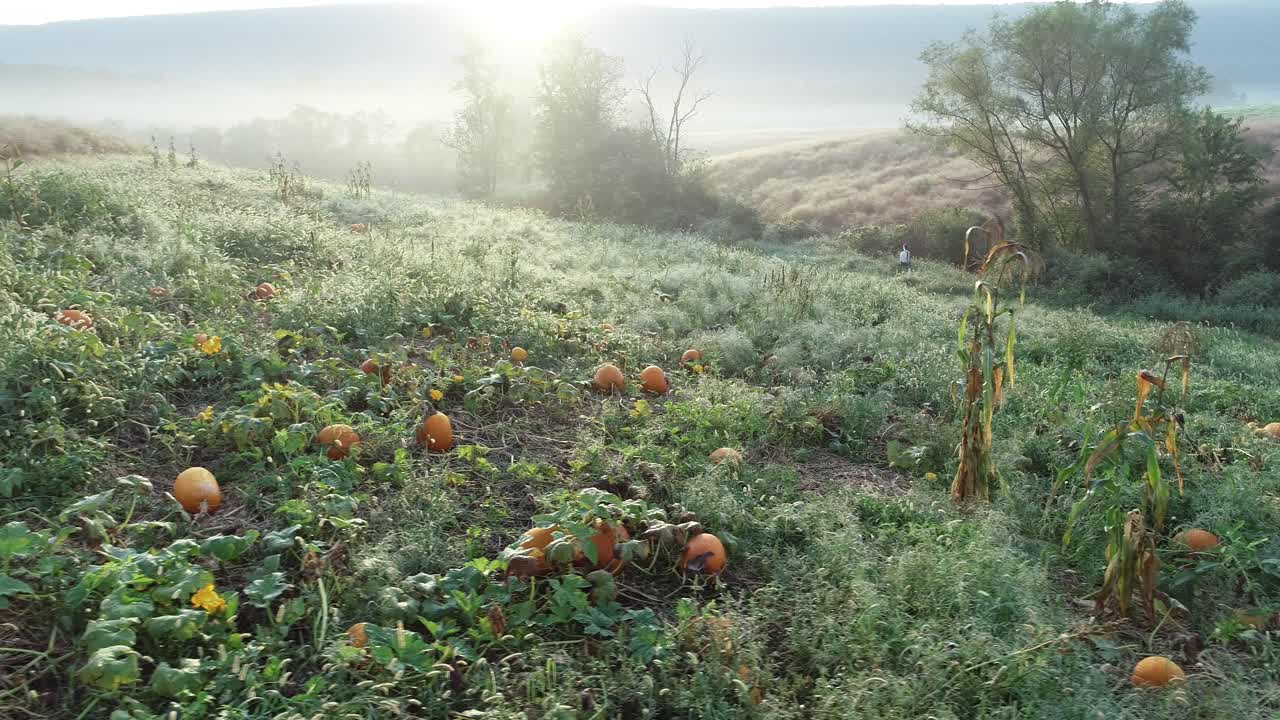 A scenic pumpkin patch in the morning mist