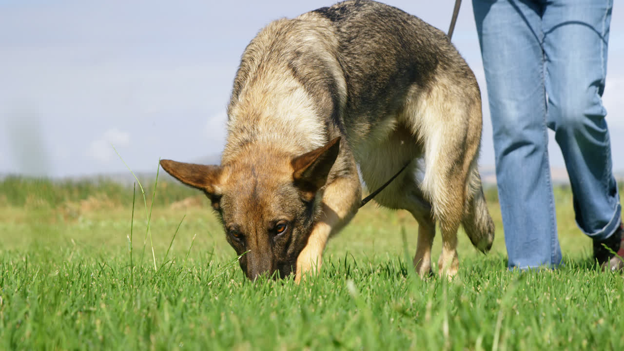perro pastor caminando con su dueño en la granja 4k