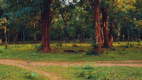 camino de tierra a través de un bosque de árboles altos con troncos de color rojo oscuro.