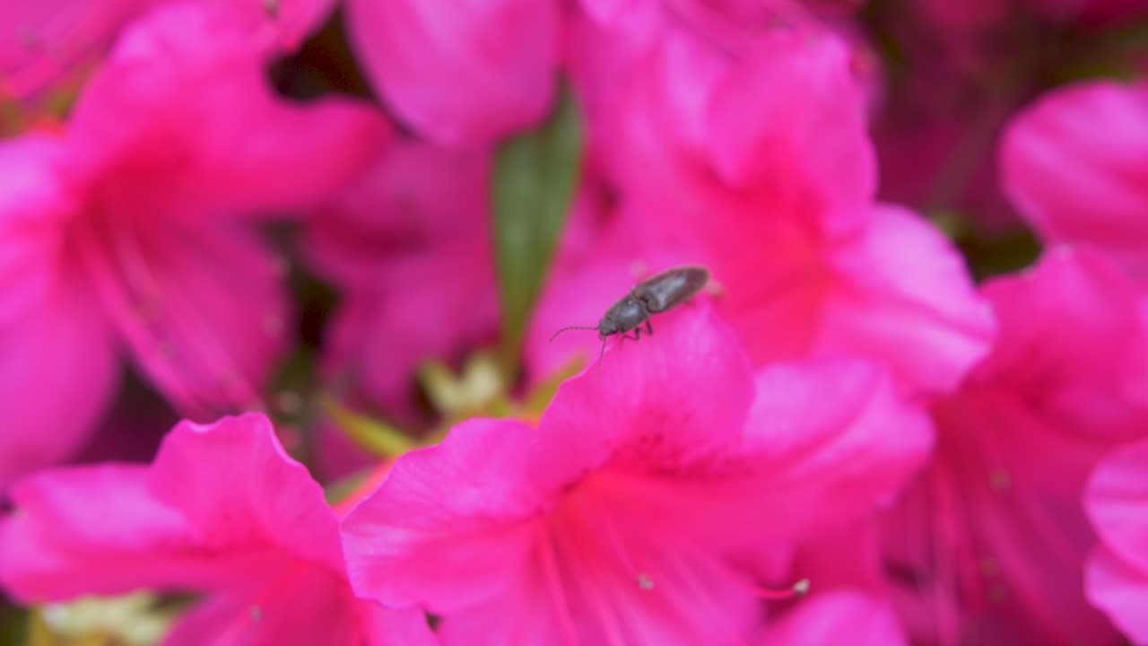 pequeño insecto en la flor de la flor magenta casi cayendo del viento
