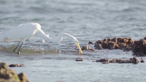 la garza blanca atrapando peces en la marea baja en un arrecife fosilizado en cámara lenta