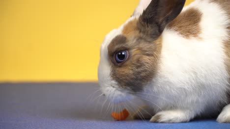 close up of a beautiful blue-eyed bunny eating a carrot on a yellow background