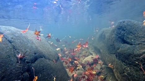 Bunte-Herbstblätter-Bewegen-Sich-Unter-Dem-Klaren-Wasser-Zwischen-Den-Felsen