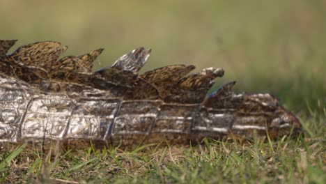 detail view of yacare caiman from its snout to tail - hunted for its skin to use for leather. - handheld shot
