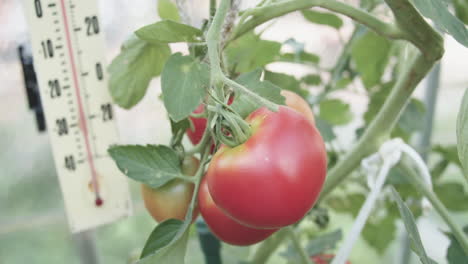 thermometer in a glass greenhouse shows the perfect temperature for red tomato growth