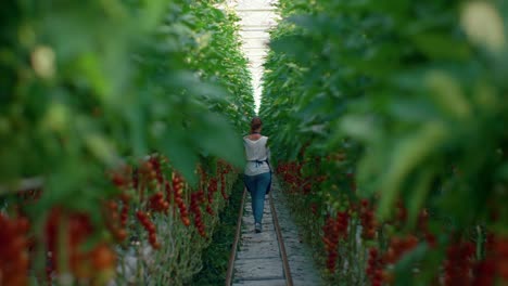 agrónomo agricultor inspecciona el cultivo de tomates y la cosecha de alimentos ecológicos en el invernadero.