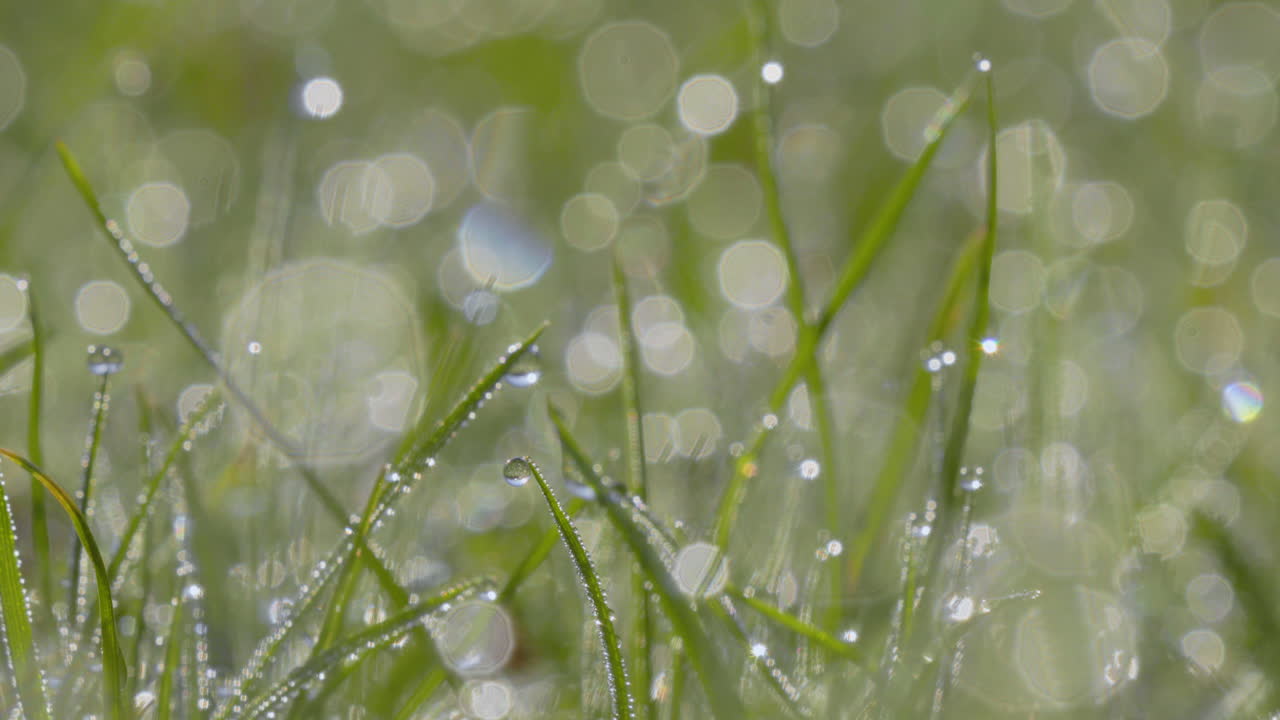 Dew-covered grass with sparkling bokeh highlights