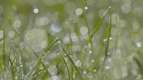 dew-covered grass with sparkling bokeh highlights