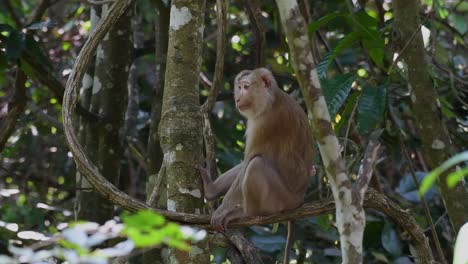 el macaco de cola de cerdo del norte es un primate que se encuentra comúnmente en el parque nacional de khao yai, aunque es una especie vulnerable