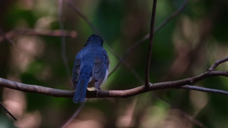 Von-Hinten-Gesehen,-Nach-Rechts-Schauend-Und-Zwitschernd,-Indochinesischer-Blauschnäpper-Cyornis-Sumatrensis,-Männchen,-Thailand