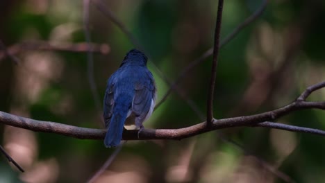 seen from its back looking to the right while chirping, indochinese blue flycatcher cyornis sumatrensis, male, thailand