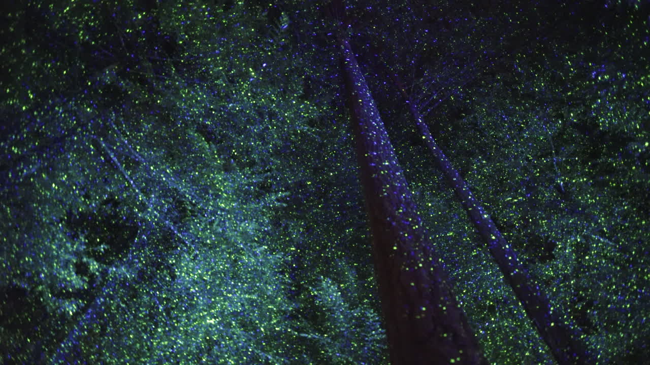 Wide dynamic shot of a trees lit by green and blue dots light effect