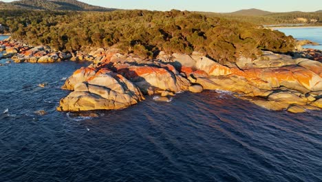 contrast colors between granite rocks along coast of bay of fires at sunset, tasmania in australia