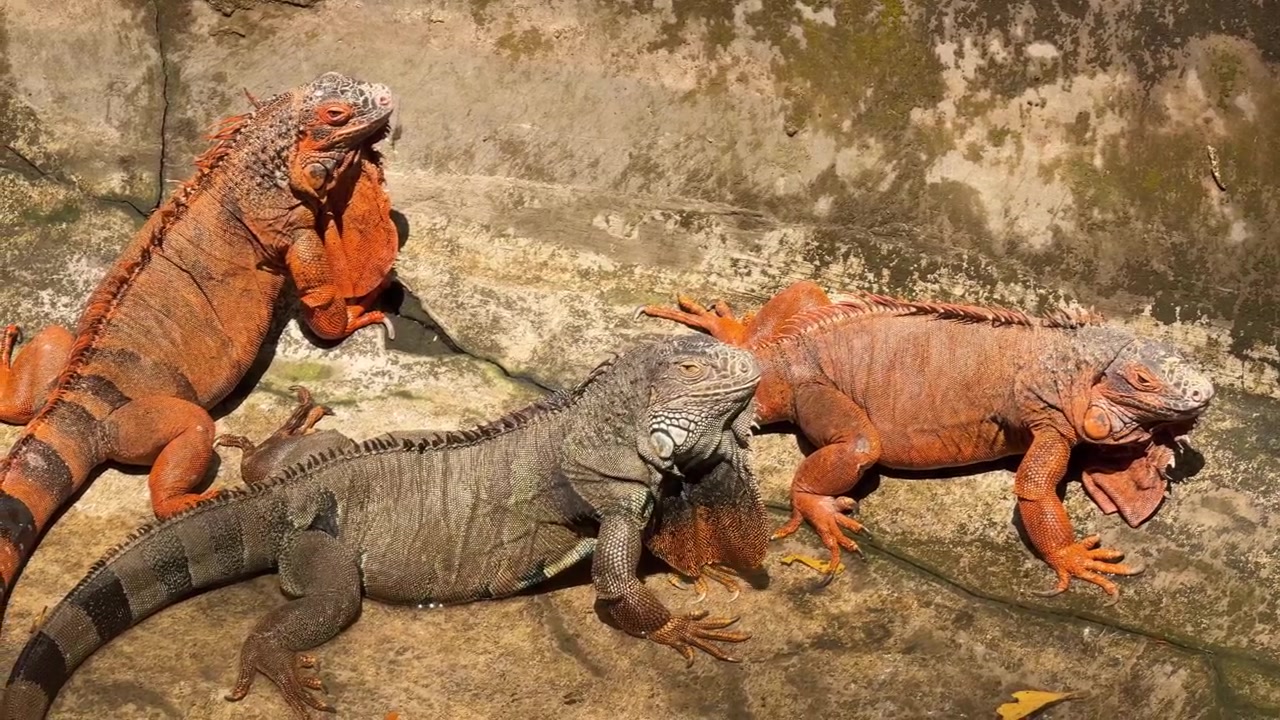 Tre iguane che riposano su una superficie di cemento