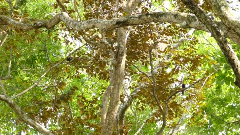 dos tucanes de pico de quilla parados en un árbol ondeando en el viento
