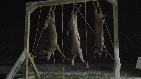 white tailed deer bucks hanging at buck pole during snowfall