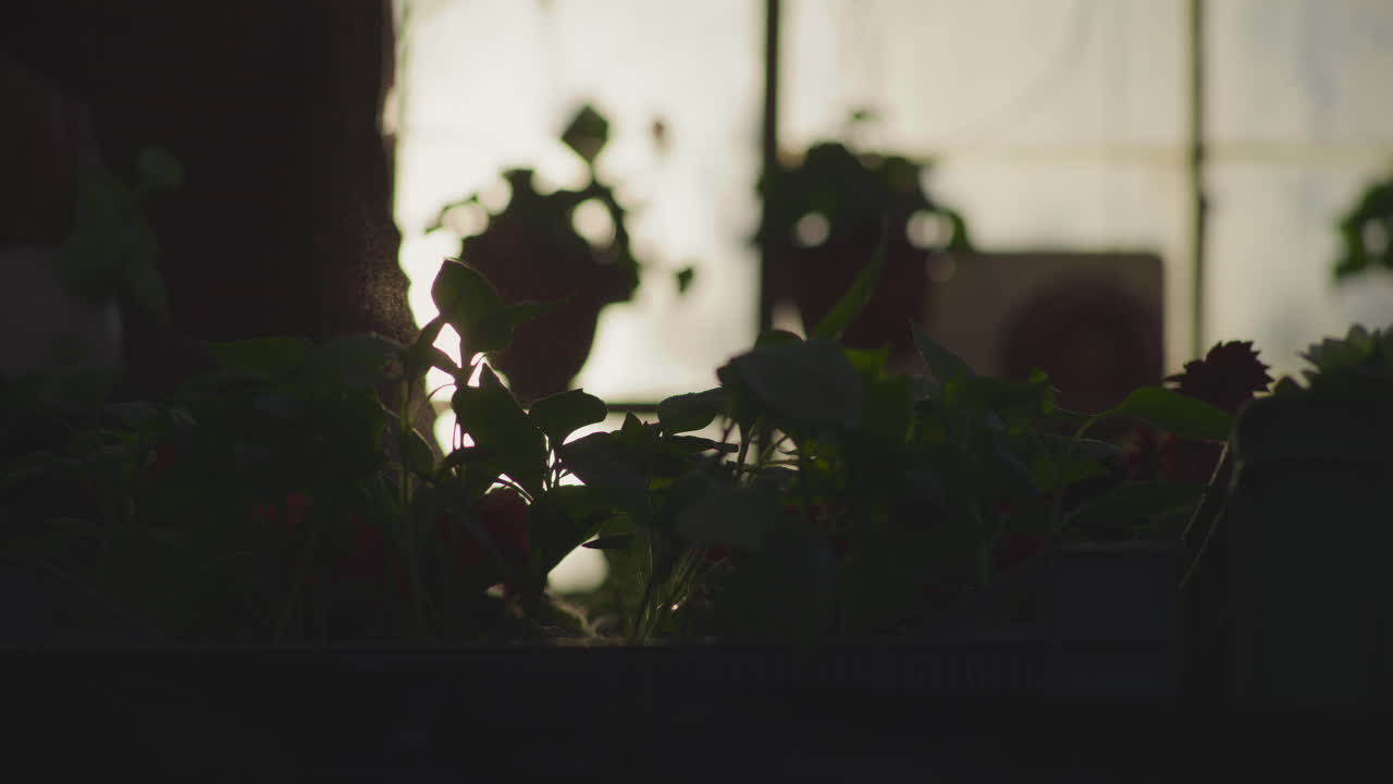 Gardener Spraying Plants in Greenhouse