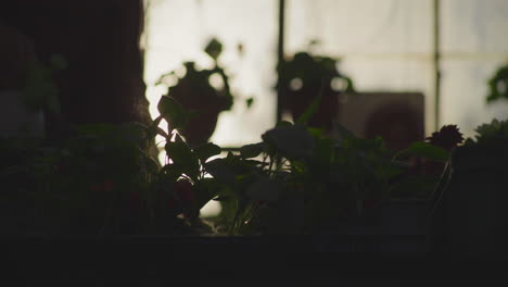 gardener spraying plants in greenhouse